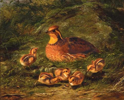 Painting Code#5010-Arthur Fitz William Tait: Quail and Young
 