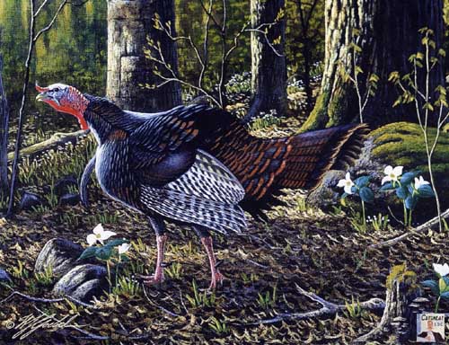Painting Code#5028-Wild Turkey