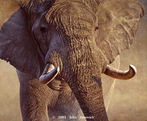 Painting Code#5072-John Banovich: Big Ivory