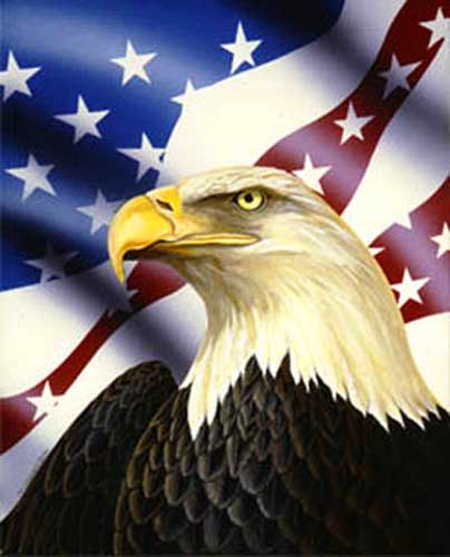 Painting Code#5081-Bald Eagle