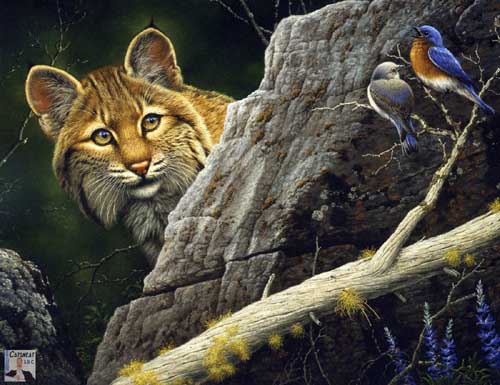 Painting Code#5086-Bobcat and Eastern Bluebirds