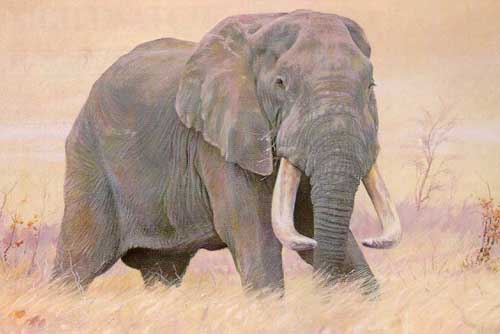 Painting Code#5104-Elephant