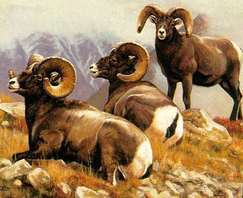 Painting Code#5117-Three Rams