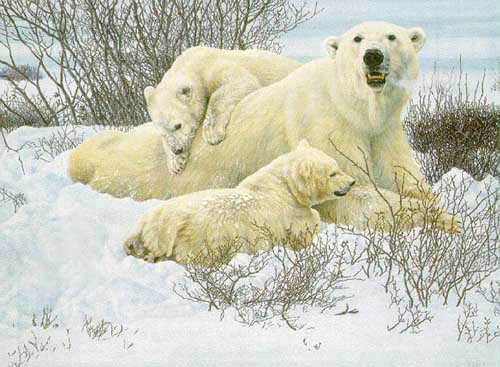 Painting Code#5118-Polar Bears