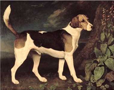 Painting Code#5125-George Stubbs - Ringwood, a Brocklesby Foxhound