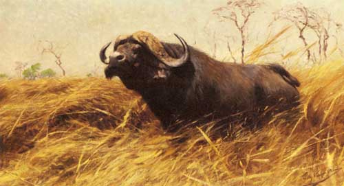 Painting Code#5142-Wilhelm Kuhnert - An African Buffalo