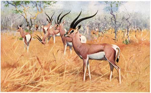 Painting Code#5144-Wilhelm Kuhnert - Grant&#039;s gazelle