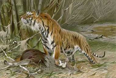 Painting Code#5145-Wilhelm Kuhnert - Tiger and Its Freshly Killed Prey a Deer