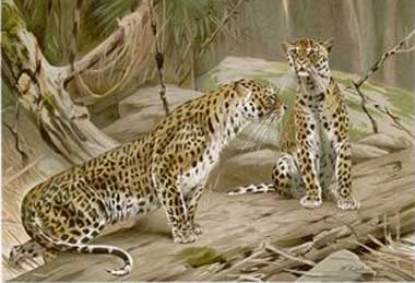 Painting Code#5148-Wilhelm Kuhnert - Two Leopards in the Wild