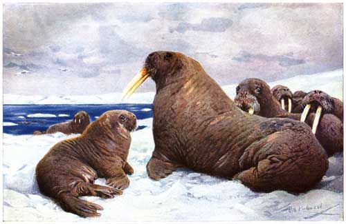 Painting Code#5149-Wilhelm Kuhnert - Walrus (Odobenus rosmarus)