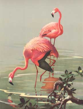 Painting Code#5201-Roger Tory Peterson - Flamingoes