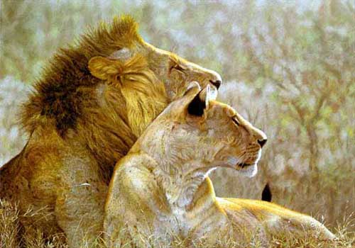 Painting Code#5205-Lion Couple