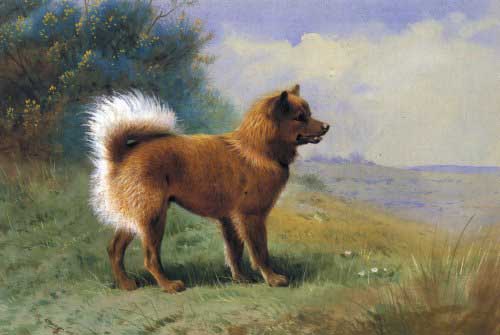 Painting Code#5213-Archibald Thorburn - A Chow Dog