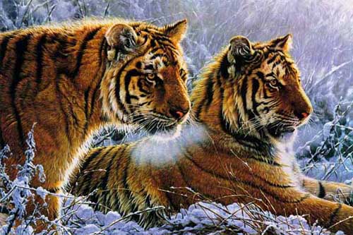 Painting Code#5216-Two Tigers