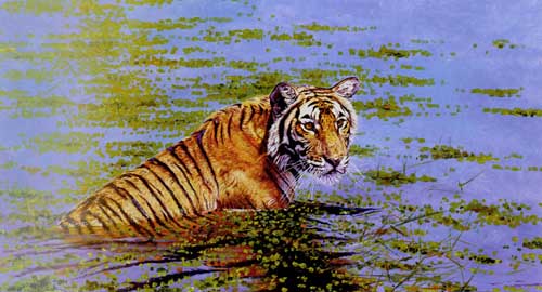 Painting Code#5240-Tiger in Water