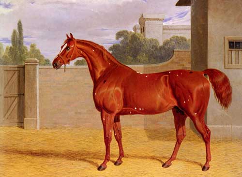 Painting Code#5281-   
Herring Snr, John Frederick(England): &quot;Comus&quot; A Chestnut Racehorse in a Stable Yard 
 
