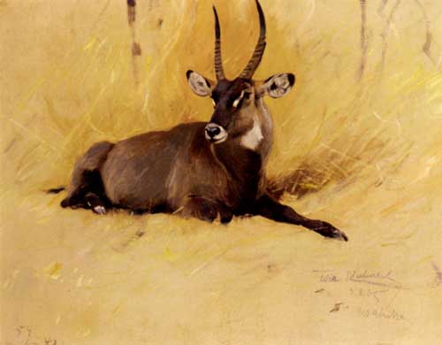 Painting Code#5324-Kuhnert, Wilhelm(Germany): A Common Waterbuck