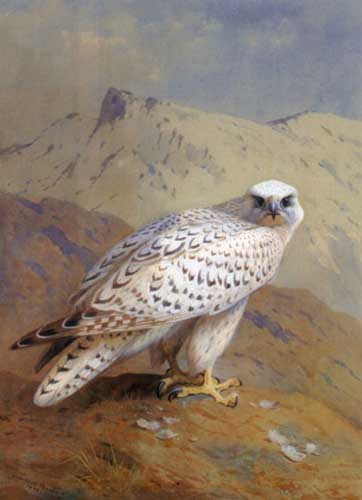 Painting Code#5334-Thorburn, Archibald(England): A Greenland, or Gyr Falcon