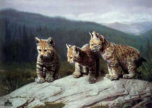 Painting Code#5335-Puma Babies
