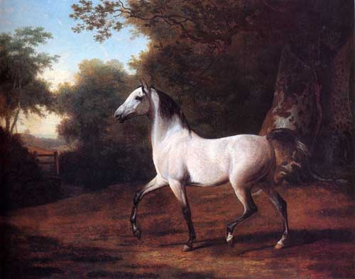 Painting Code#5350-Jacques-Laurent Agasse - A Grey Arab Stallion In A Wooded Landscape