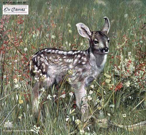 Painting Code#5355-Fawn on the Wild