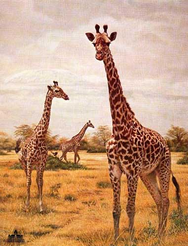 Painting Code#5361-Giraffes