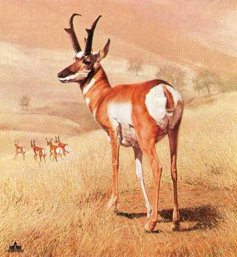 Painting Code#5368-Deers