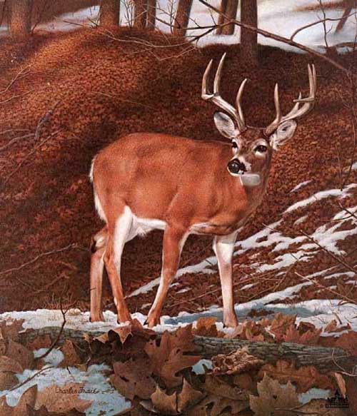 Painting Code#5379-Red Deer