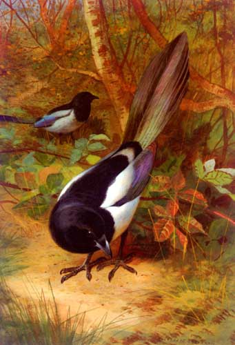 Painting Code#5418-Thorburn, Archibald(England): Magpies