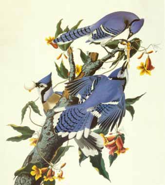 Painting Code#5451-John Audubon - Blue Jay
