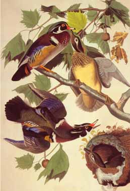 Painting Code#5452-John Audubon - Summer or Wood Ducks