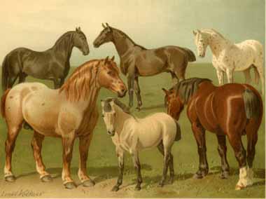 Painting Code#5464-Emil Volkers - Horse Breeds II