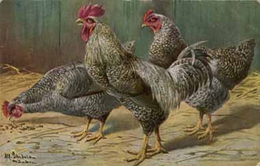 Painting Code#5496-A. Schonian - Black-Speckled Cock and Hens, Probably Silver-Laced Wyandottes