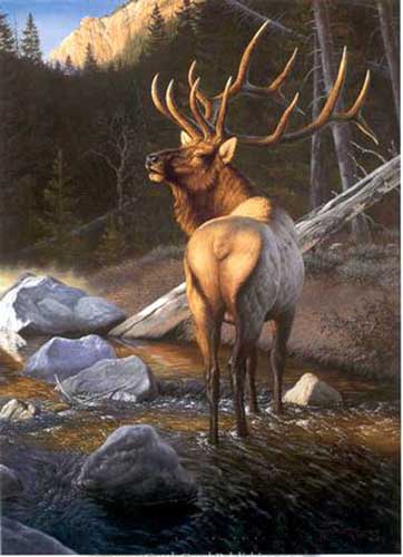 Painting Code#5516-Deer