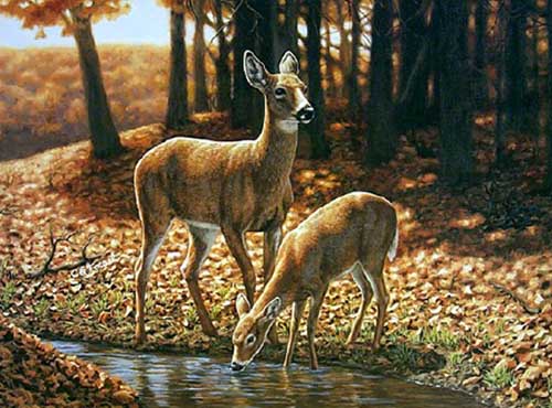 Painting Code#5526-Fawns Drinking Water