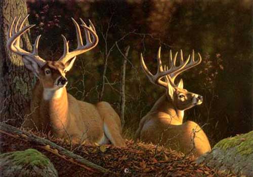 Painting Code#5532-Deer Couple