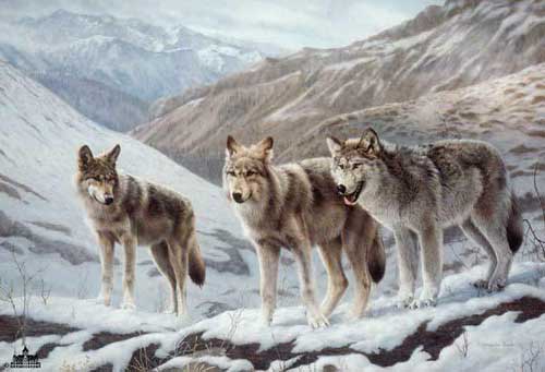 Painting Code#5539-Three Wolves