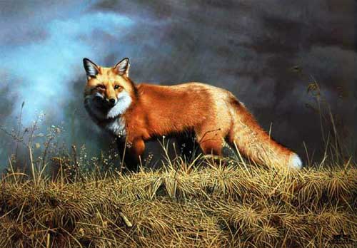 Painting Code#5545-Red Fox