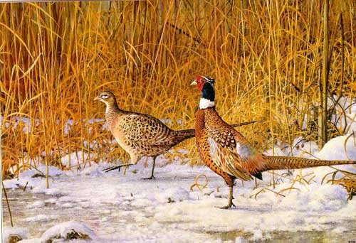 Painting Code#5550-Pheasants