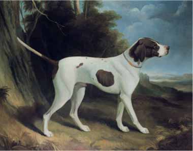 Painting Code#5556-George Garrard - Portrait of a Liver and White Pointer