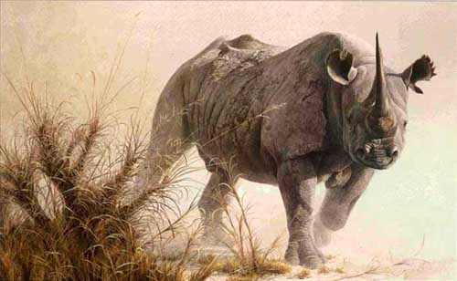 Painting Code#5567-A Rhino