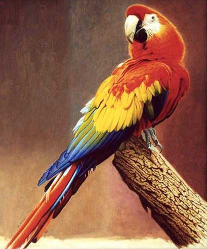 Painting Code#5574-A Parrot