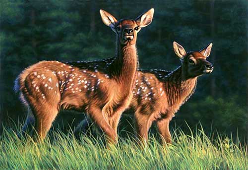 Painting Code#5580-Fawns