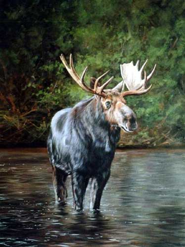 Painting Code#5582-Moose