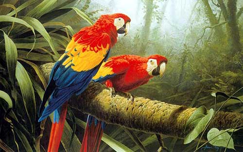 Painting Code#5609-Two Parrots