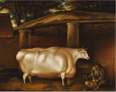 Painting Code#5620-Thomas Weaver - The White Heifer That Travelled, with a Man Slicing Turnips in a Stable Yard