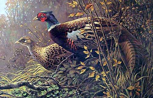 Painting Code#5626-Pheasants