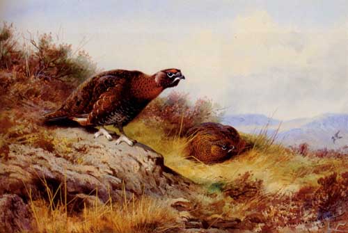 Painting Code#5645-Thorburn, Archibald(England): Red Grouse On The Moor