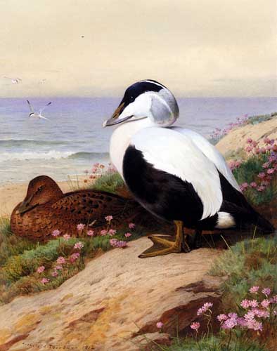 Painting Code#5646-Thorburn, Archibald(England): Common Eider Ducks