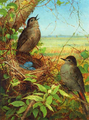Painting Code#5674-Fidelia Bridges - Thurshes Nest